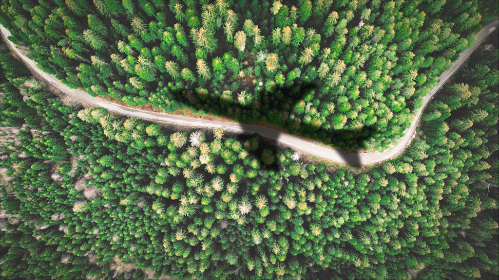 Flugzeug fliegt über einen Wald
